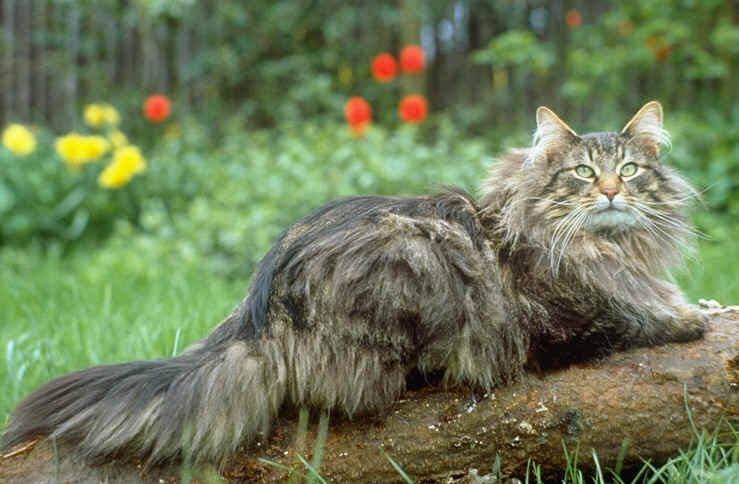 Coon Oder Norweger Mix Was War Indy Seite 2 Katzen Forum